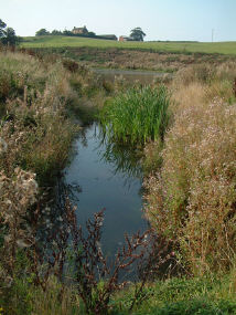 Pond at Betley,  copyright Colin Hayes